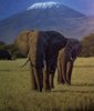 Oleo Elefantes Kilimanjaro